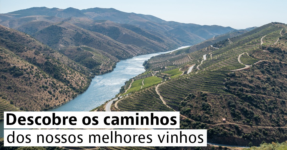 Douro vinhateiro