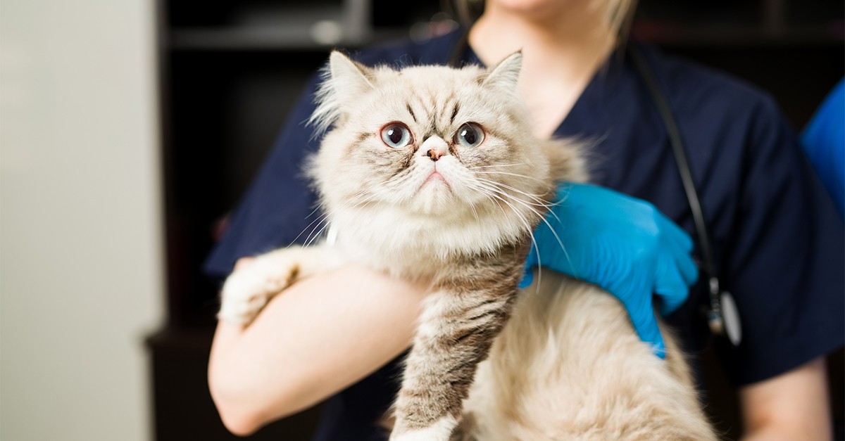 Medicina veterinária integrativa