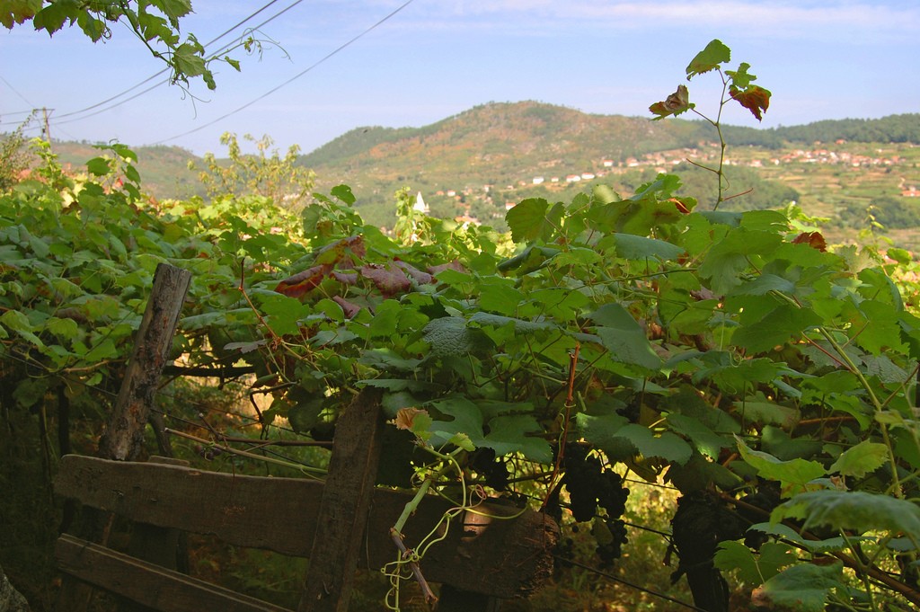 vinho verde do Minho