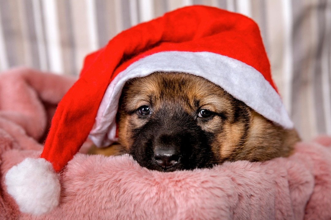 cão com boné do Pai Natal