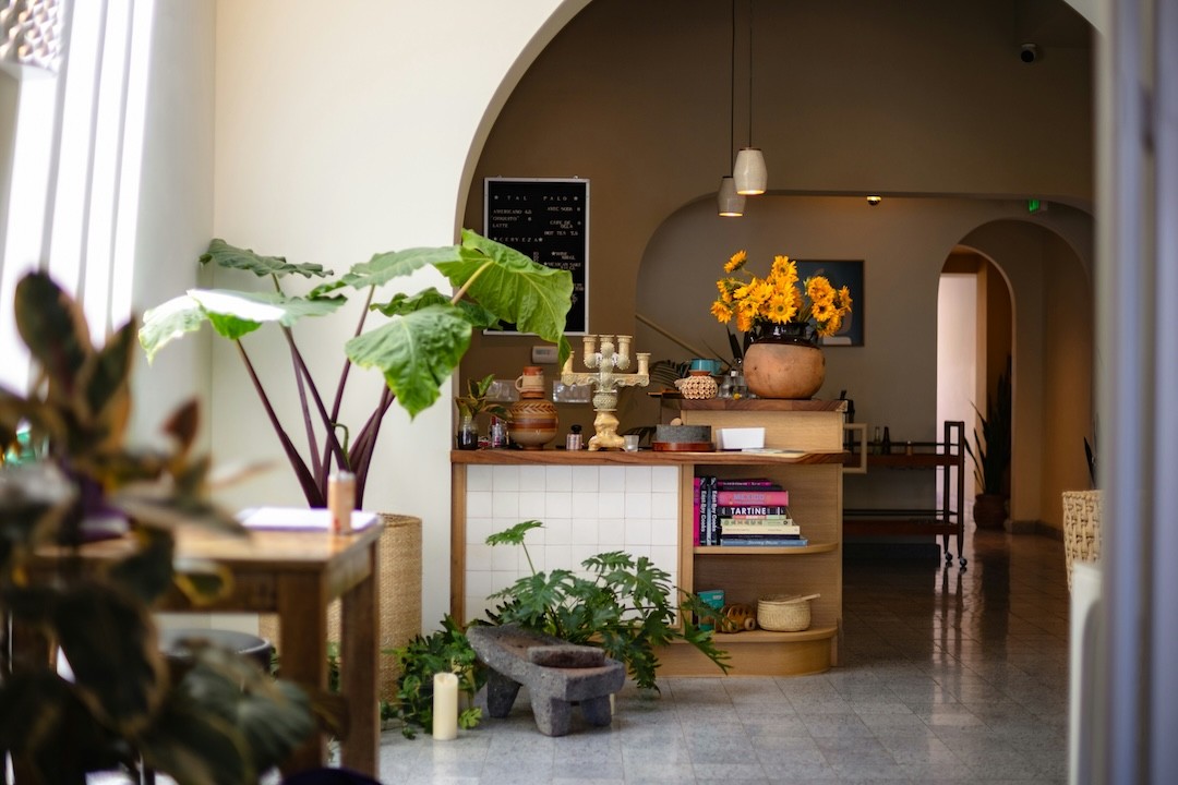 plantas em sala de estar