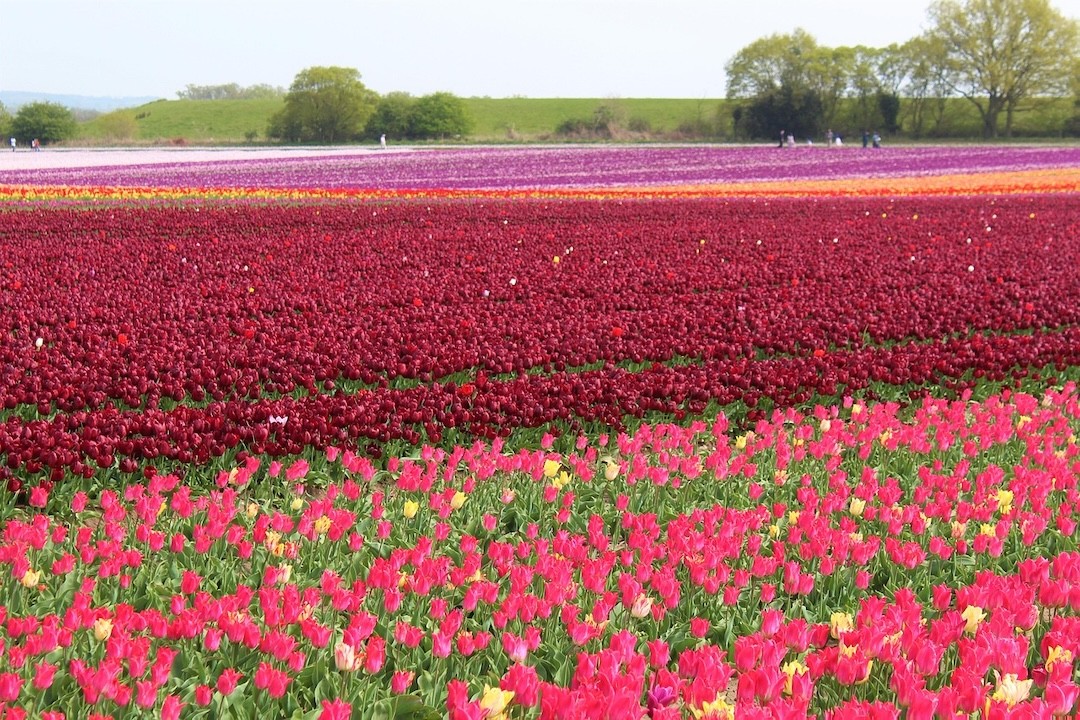 campo de tulipas