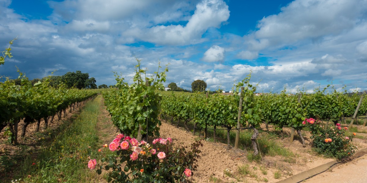 Baixo Alentejo European Wine City