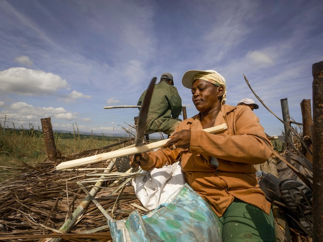 Pessoa a cortar cana de açúcar