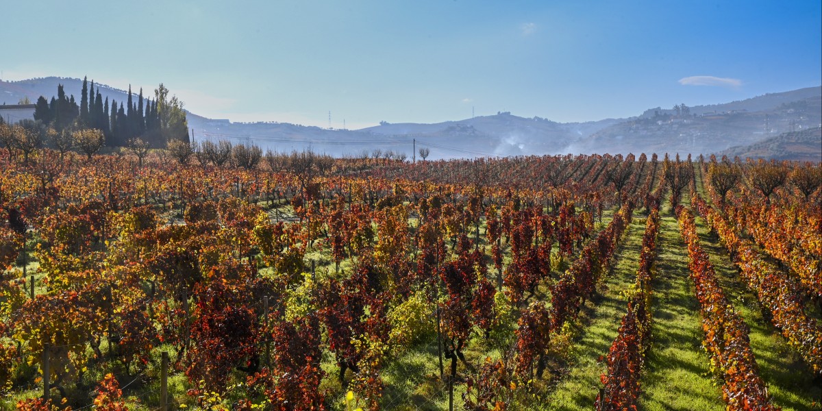 Number one wine in the world