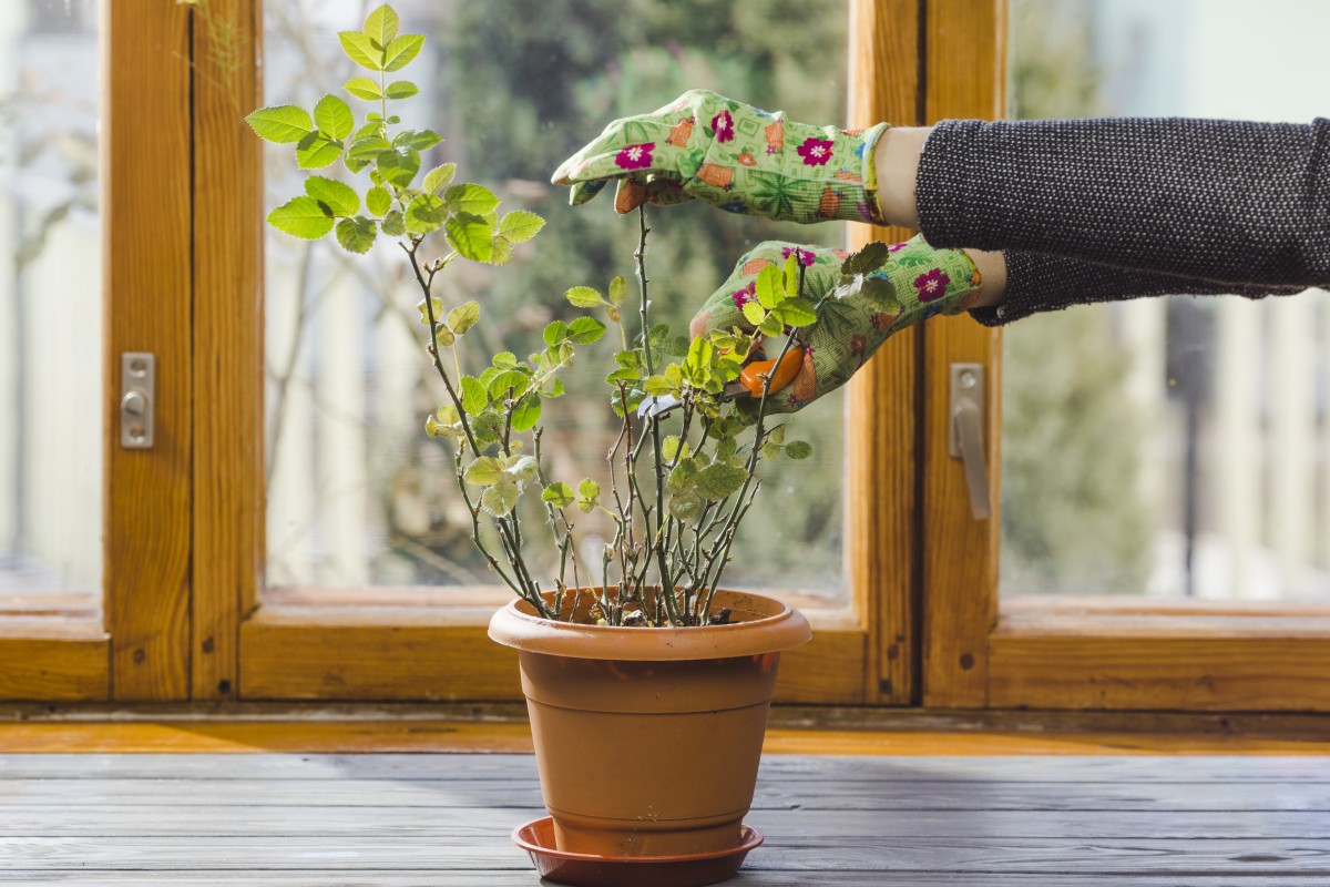Ter um jardim de inverno