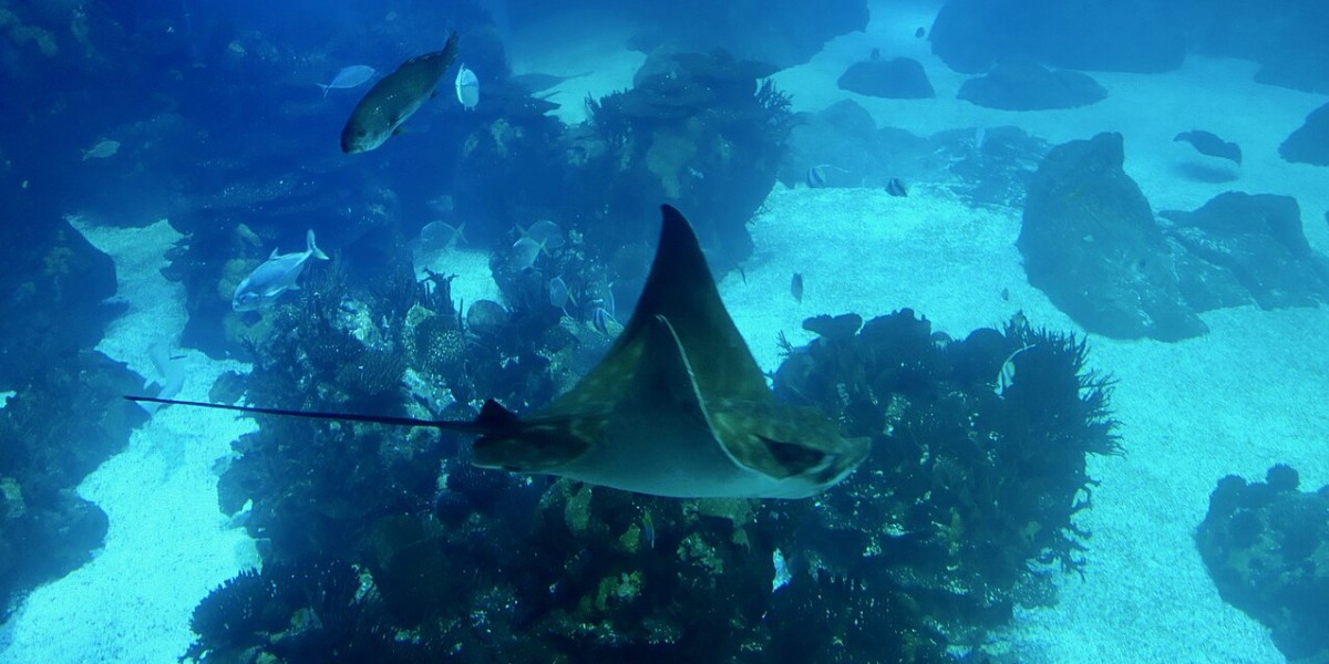 Oceanário de Lisboa