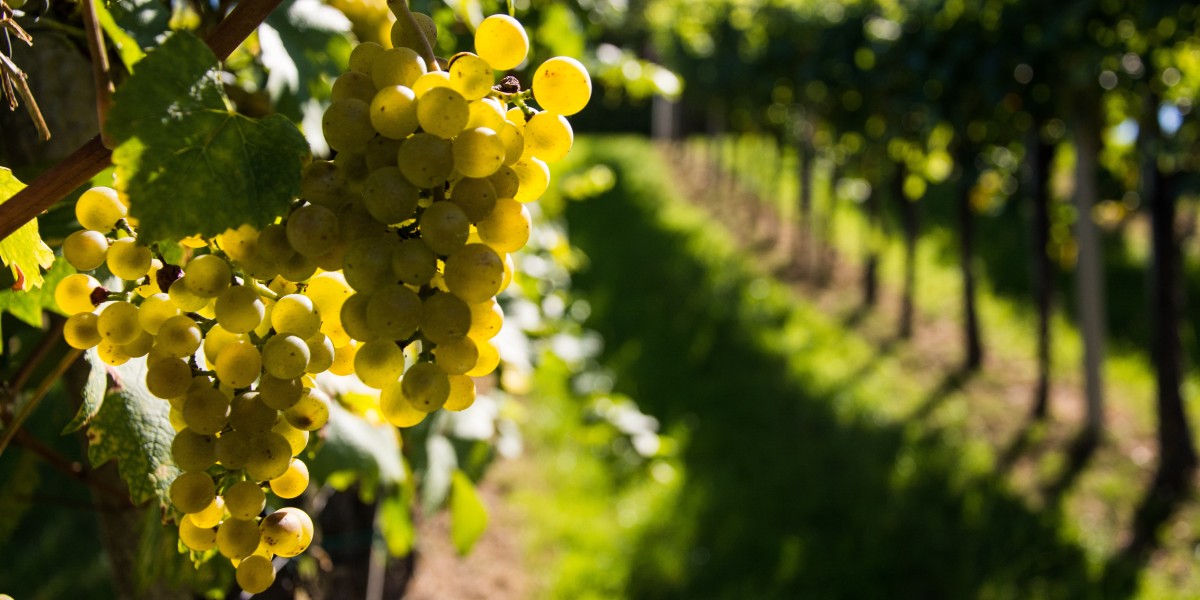 Vinho verde in Portugal