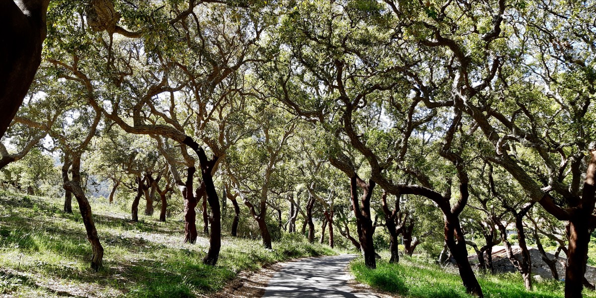 Non touristy things to do in the Algarve