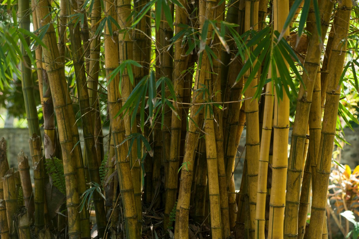 Limpeza de bambu