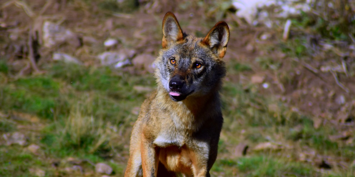 What Is the National Animal of Portugal?