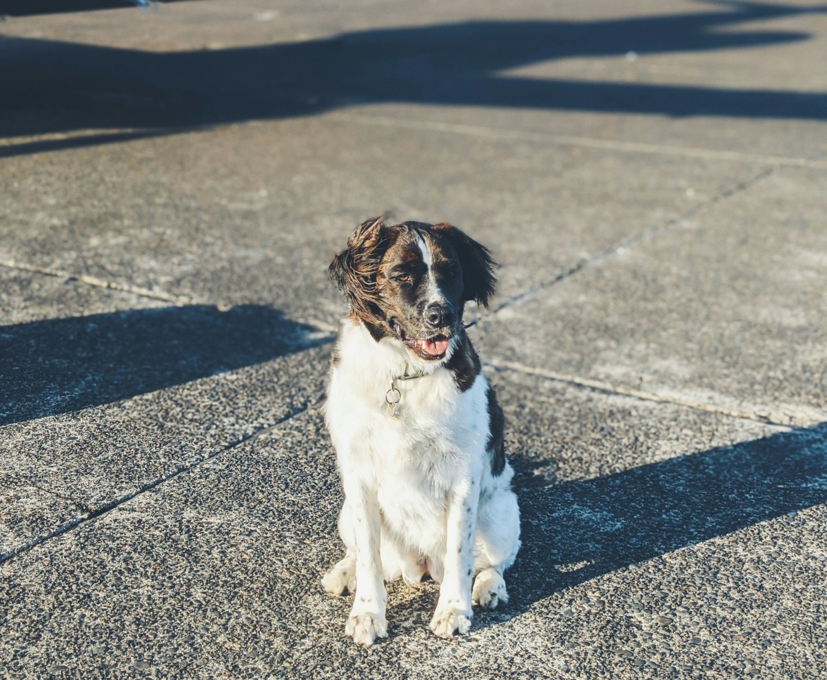cão em pista de aviação
