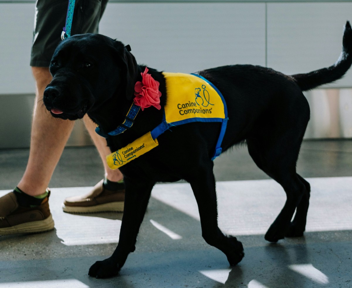 cão guia no aeroporto