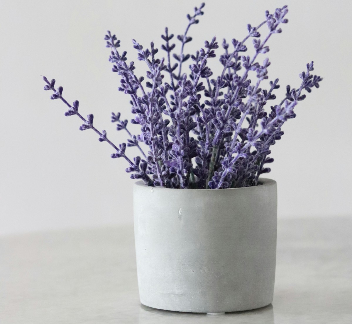 Lavanda