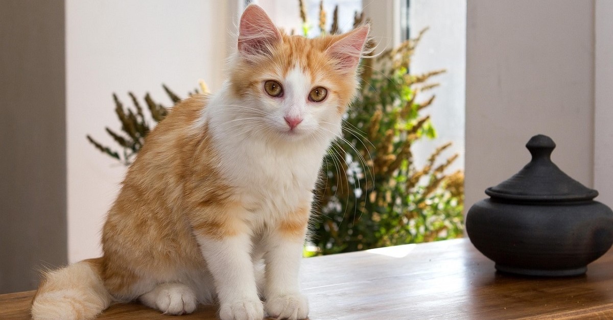 Un cucciolo di gatto