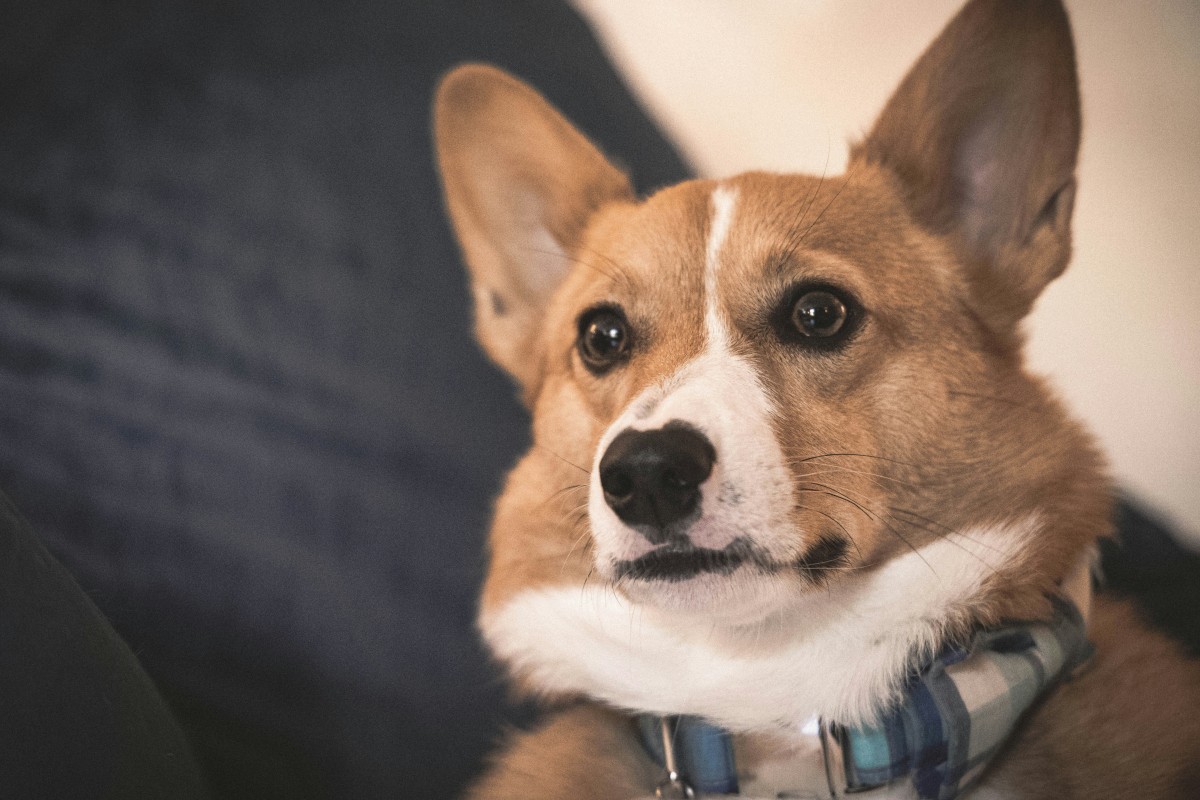 cão
