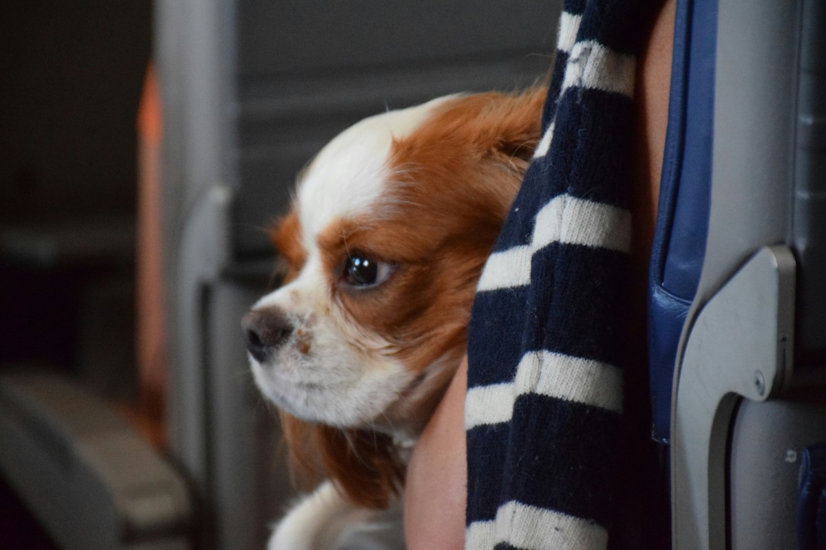 cão em viagem