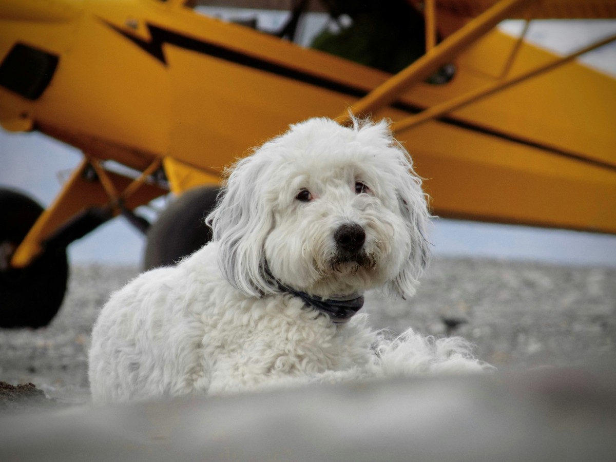 cão em frente de avião