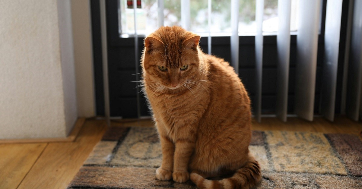 Gatto arancione sull'uscio di casa
