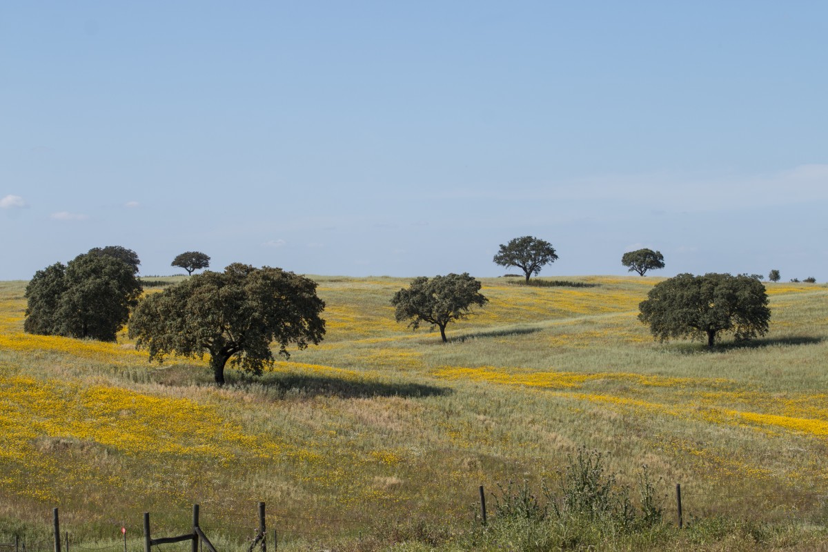 Alentejo