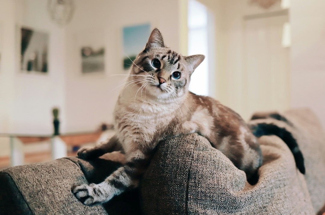 gato no sofá