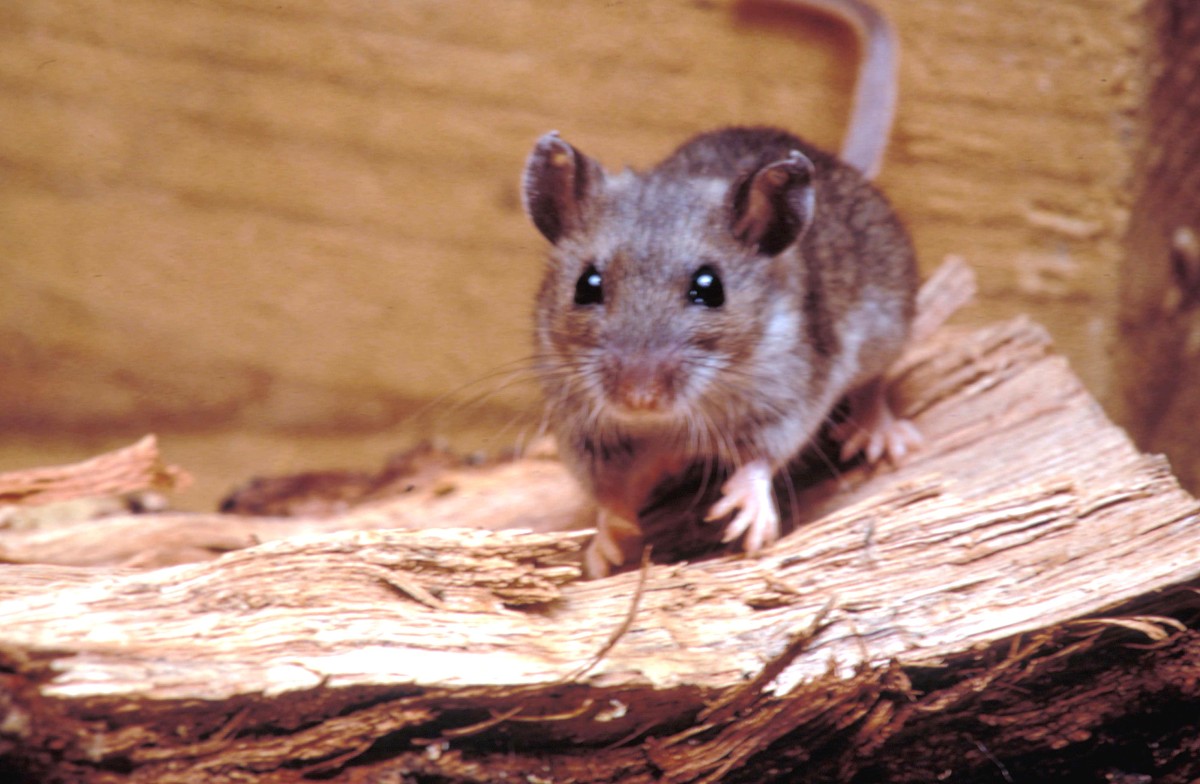 Rato