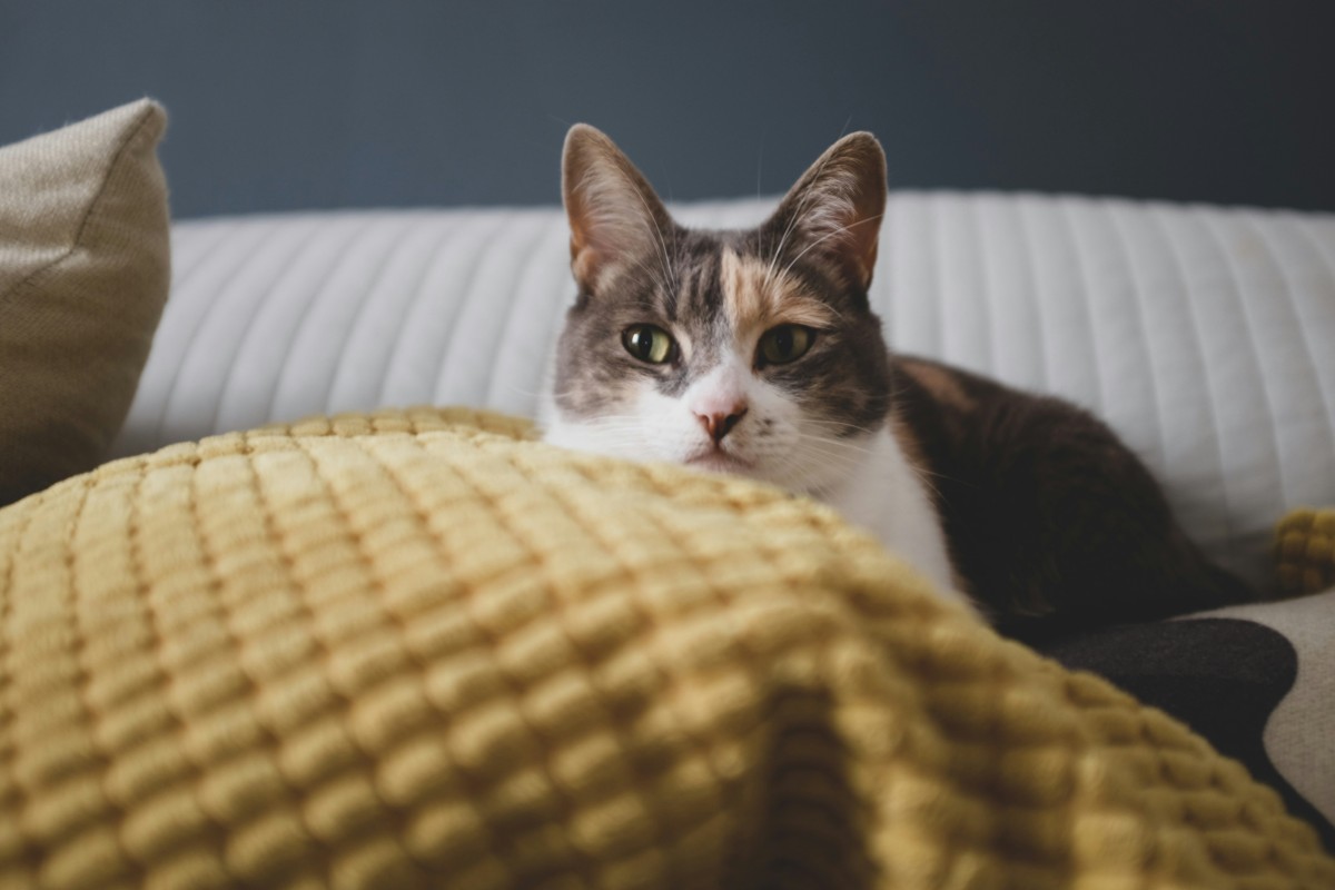 gato deitado no sofá