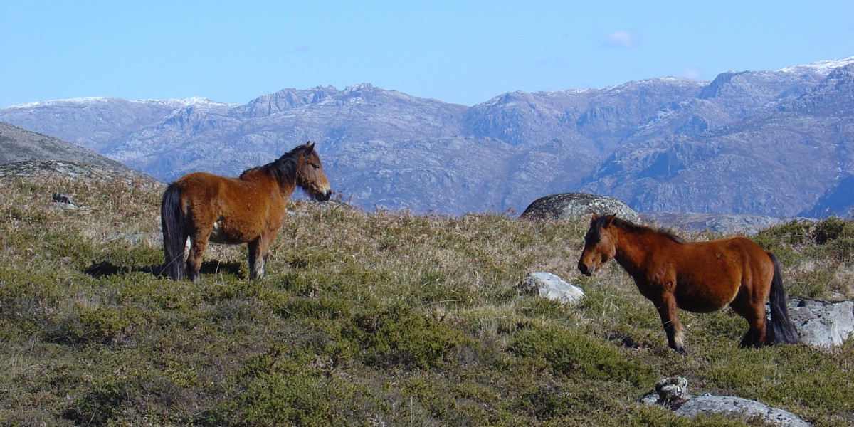 Where Is Gerês National Park Portugal