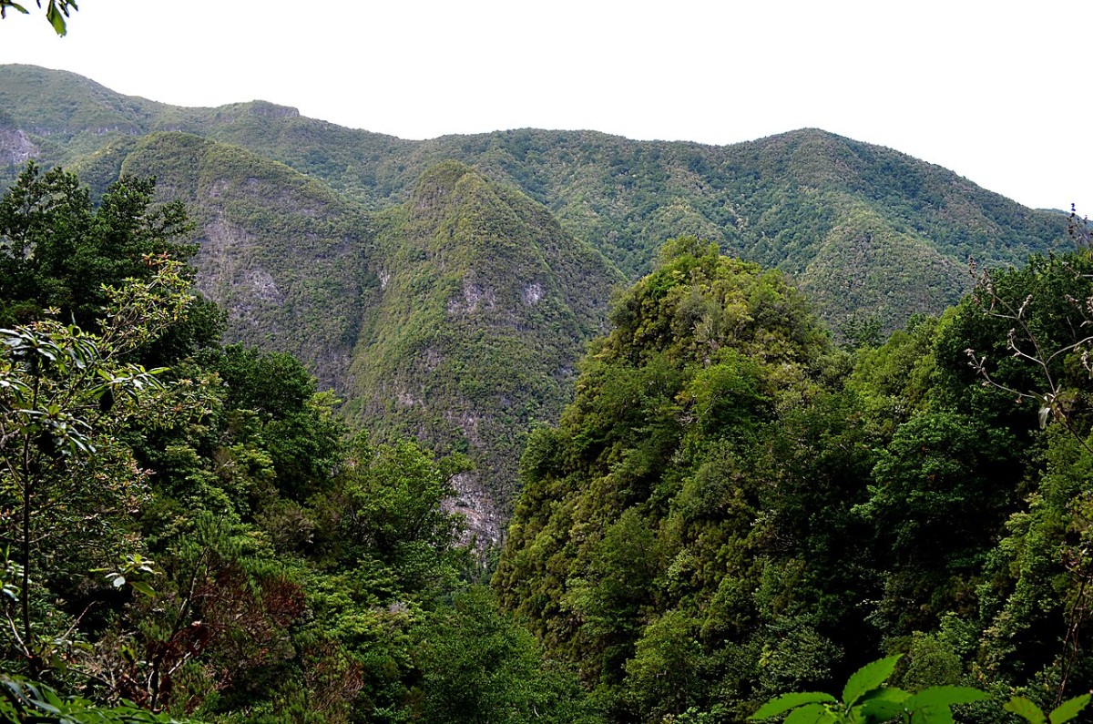 Floresta Laurissilva