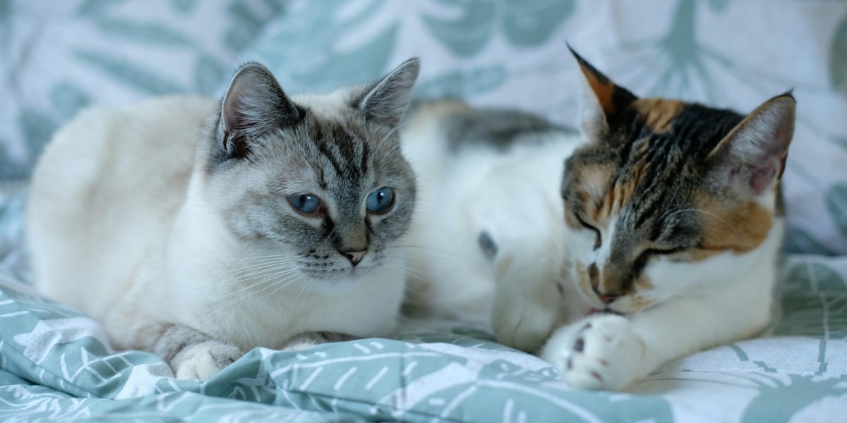 Gatos