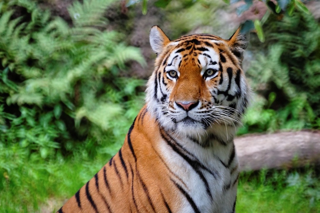 tigre