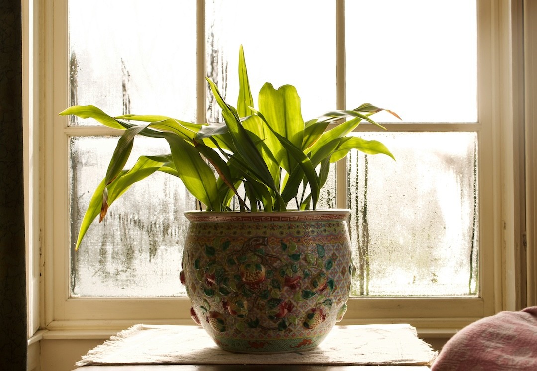 vaso da planta em frente à janela