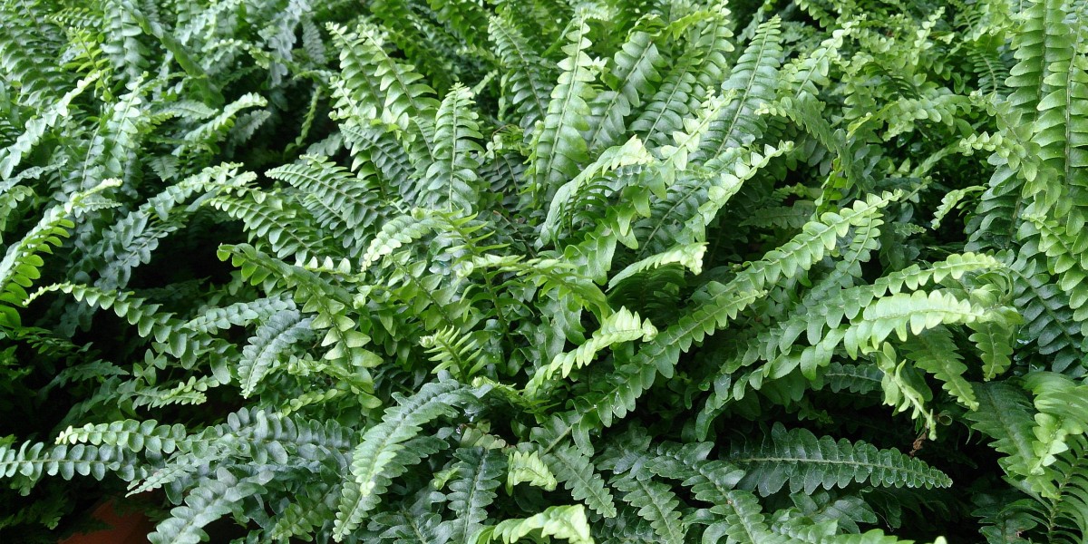 Samambaia americana