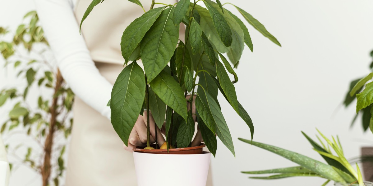 Ficus Benjamina