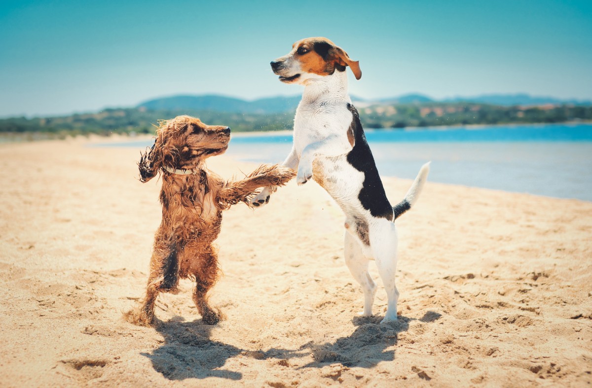 Cães na praia a brincar