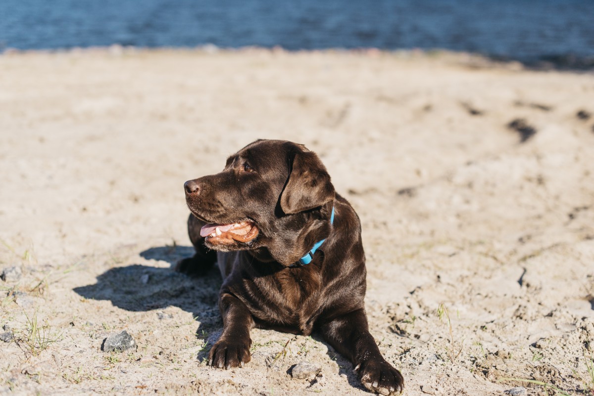 Cão na praia