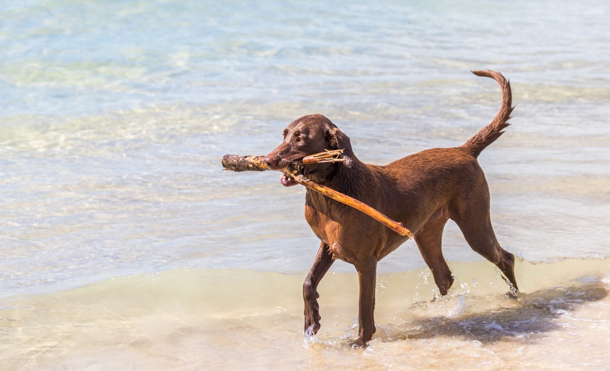 Cão na praia a brincar