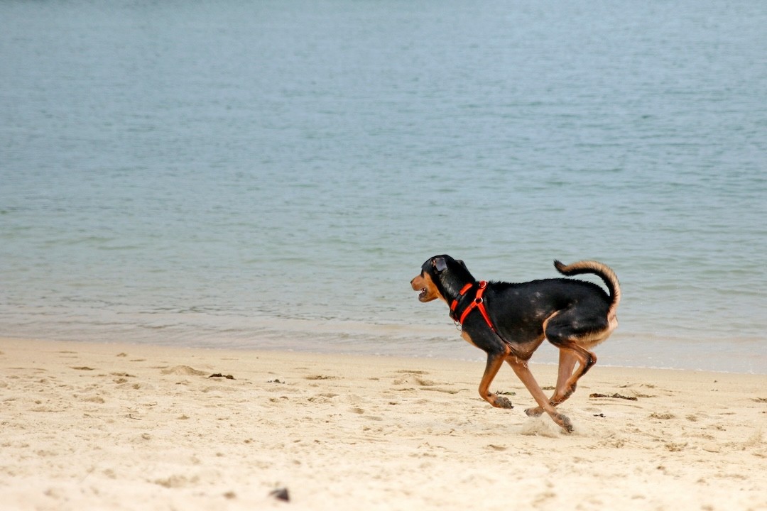 dog on the beach