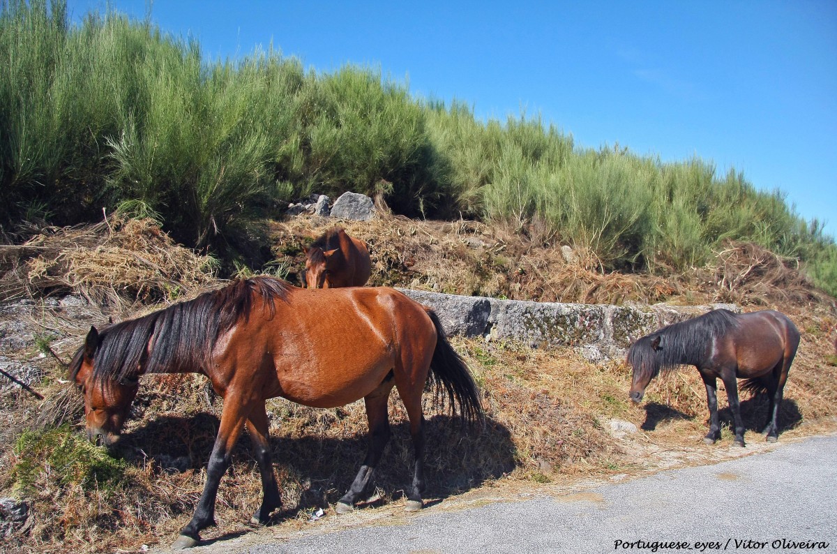Les expériences incontournables à vivre au Portugal