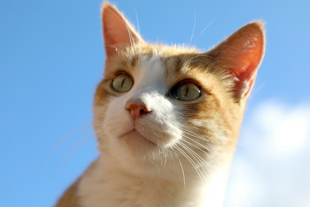 gato branco e creme