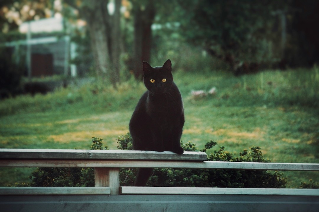 gato preto