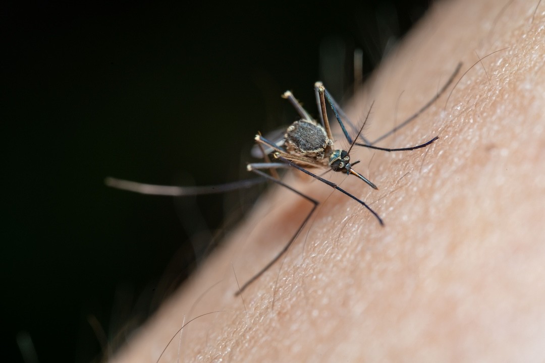 mosquito
