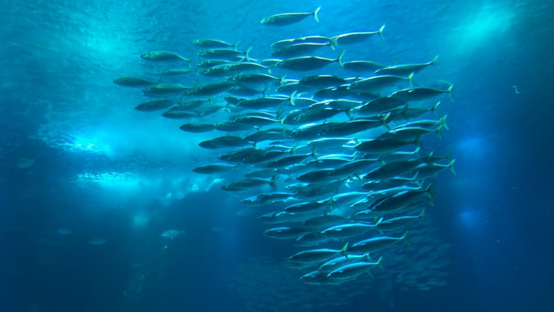 Peixes