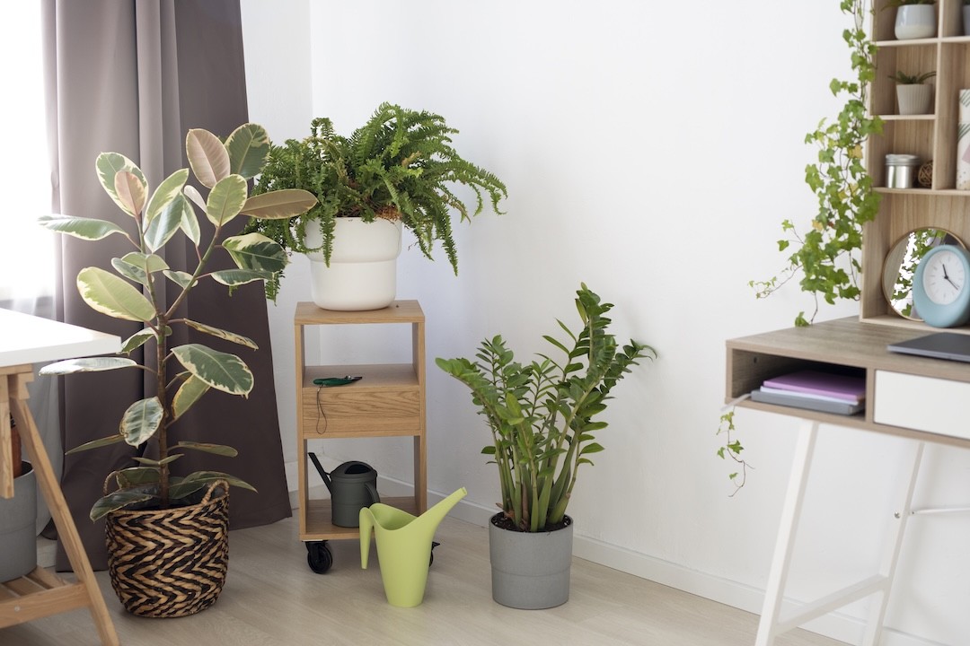 plantas no quarto de dormir