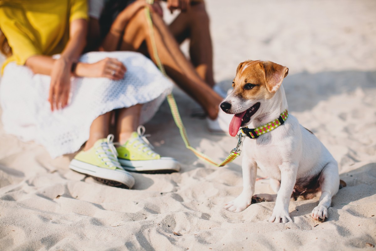 Praia pet-friendly