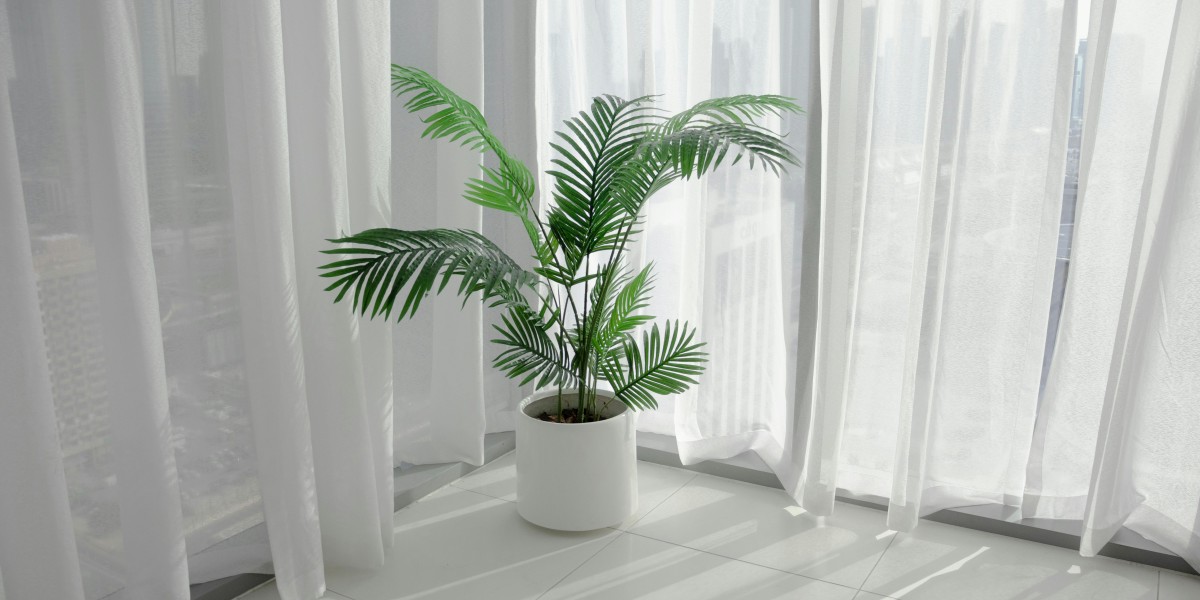 Palmeira Areca