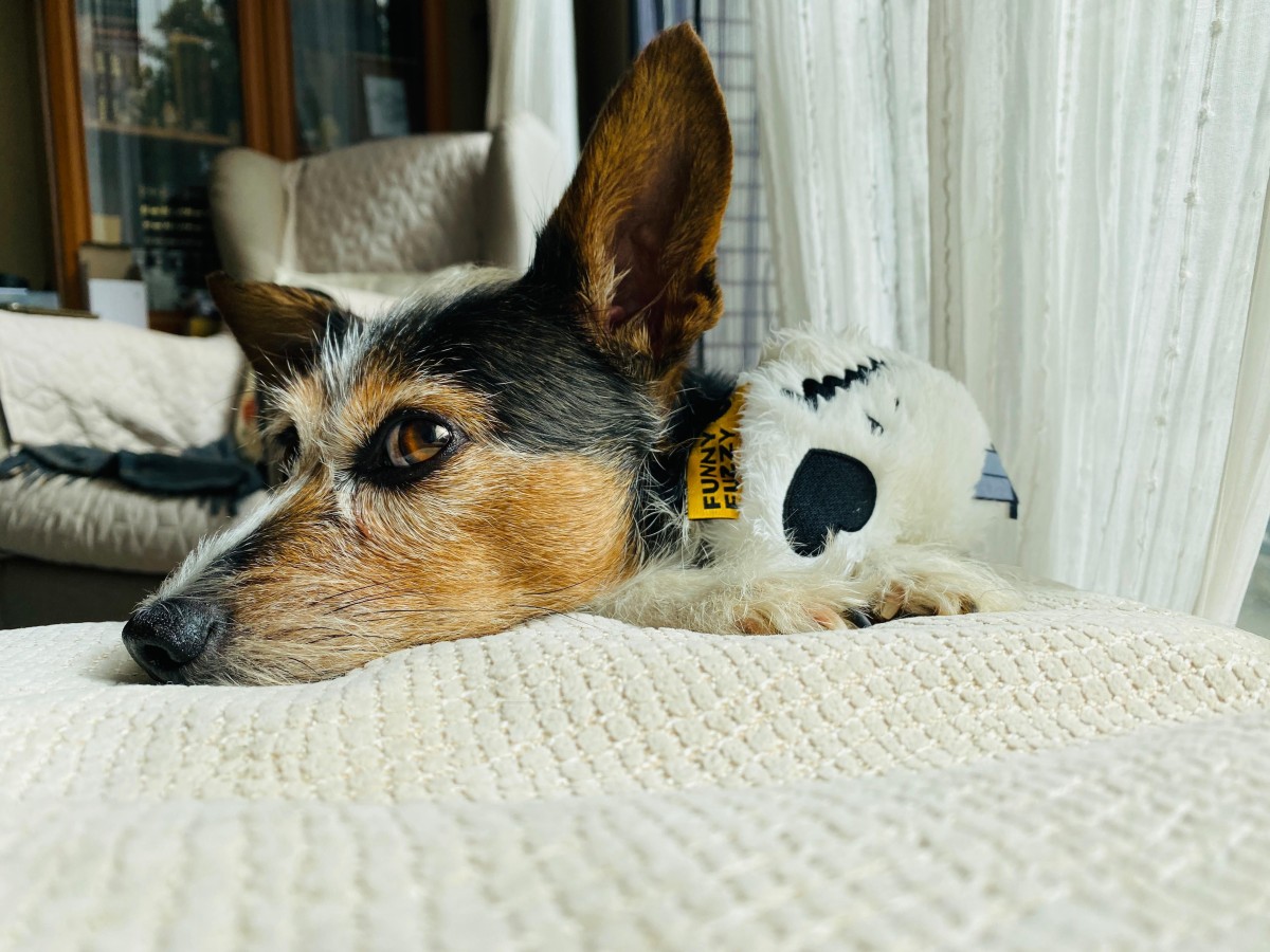 Casa com cão