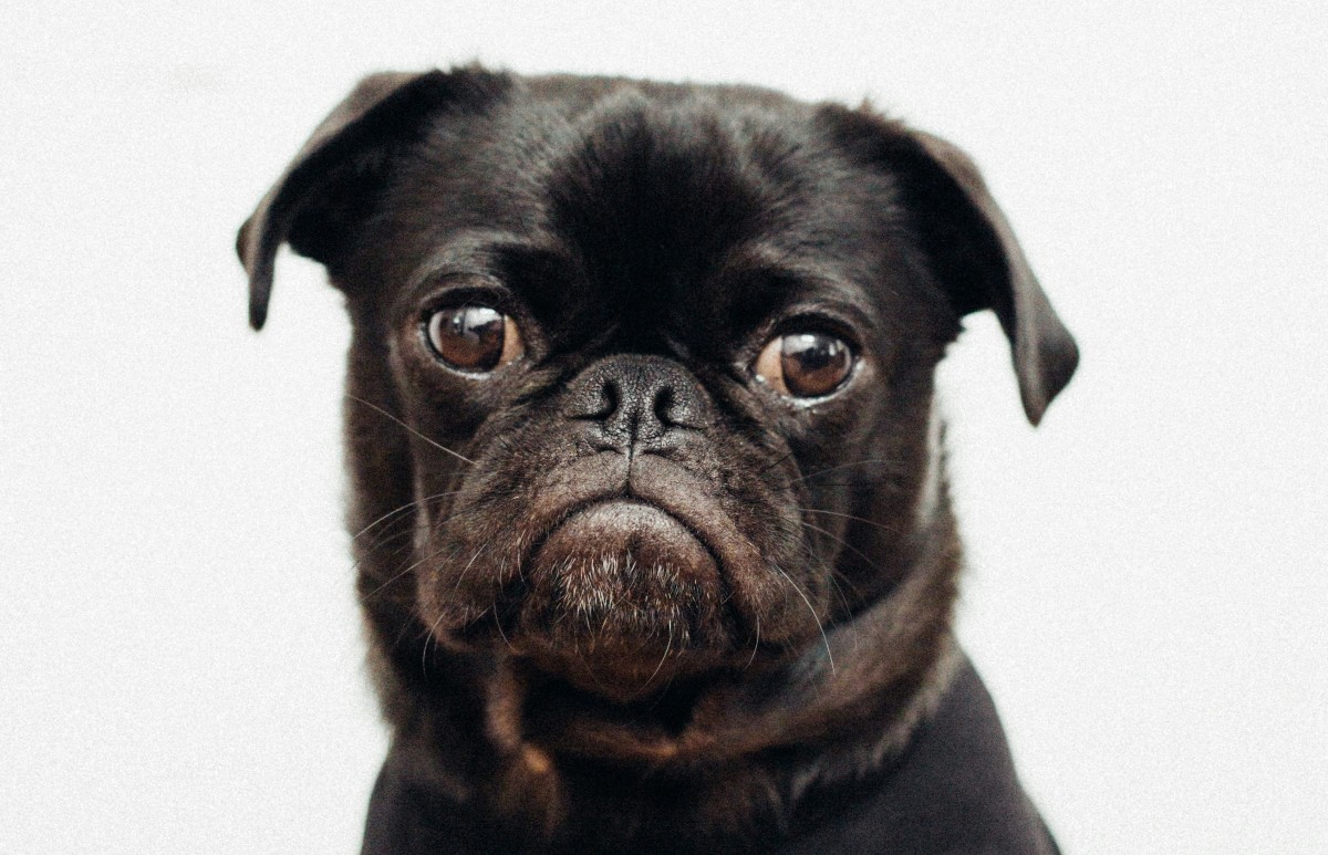 pug