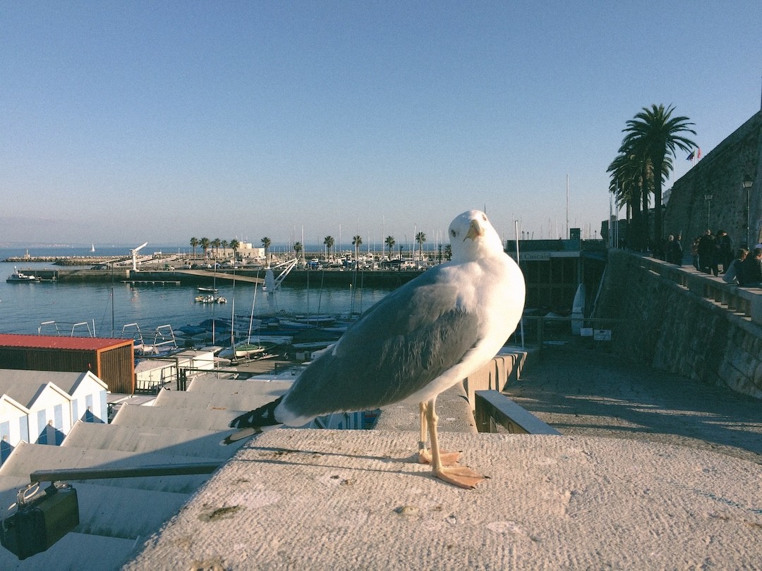 Gaivota em Cascais