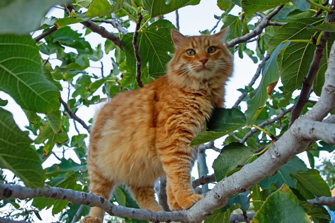 Gato Gremlin